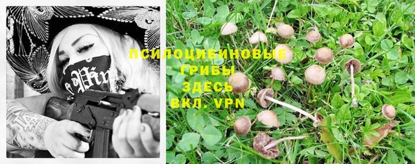 PSILOCYBIN Бородино